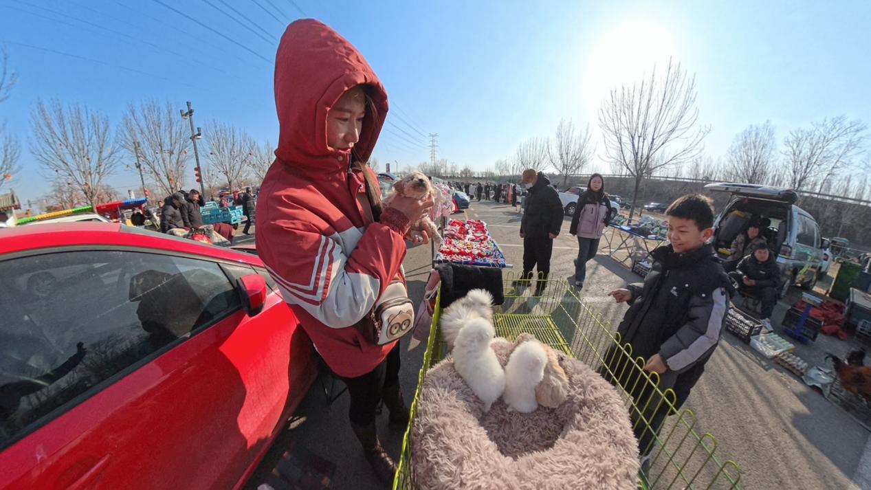 小顾客在挑选宠物狗。人民网记者 王天乐摄