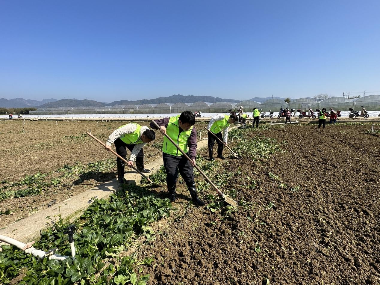 中华财险广东分公司组织农险专干协助农户整治农田。（受访者供图）