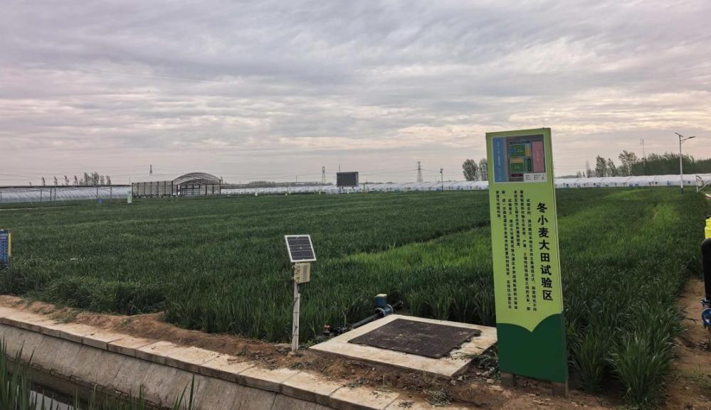 位山灌区灌溉试验站冬小麦大田试验区。受访者供图